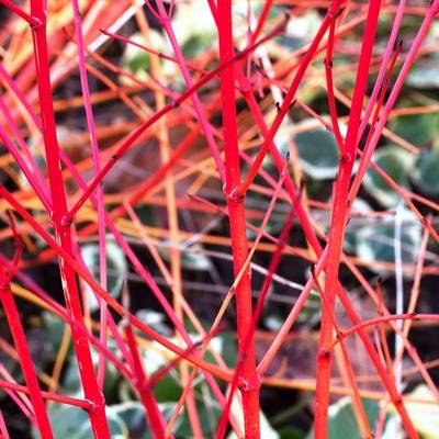 CORNUS SANGUINEA